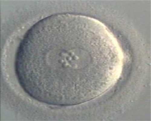 卵母细胞，卵泡，卵子，卵细胞有什么区别