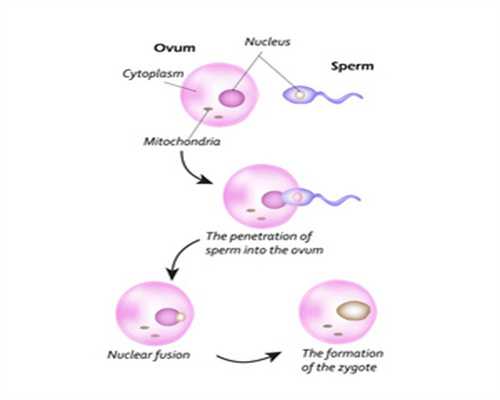 卵母细胞，卵泡，卵子，卵细胞有什么区别