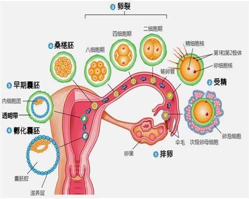 精子与卵子顺利结合的过程83