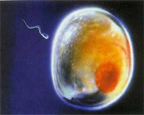 精子是怎么游到卵子身边的漫画