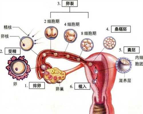 精子卵细胞的减数分裂有什么不同