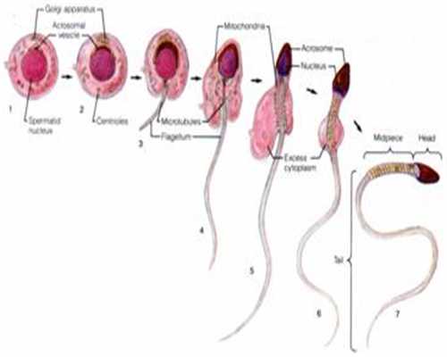精子和卵子结合会出现什么症状：kb3199986