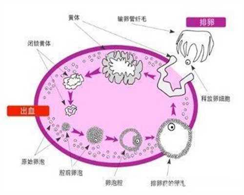 重庆捐卵多少钱,输卵管不孕对女性危害大 卵管堵