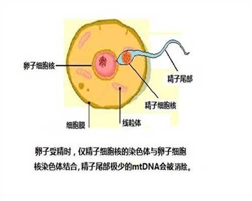 上海微信捐卵群,卵巢囊肿手术后多久可以北京备