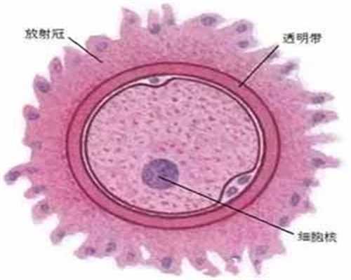 江苏想捐卵,卵巢囊肿如何北京备孕 卵巢囊肿三种