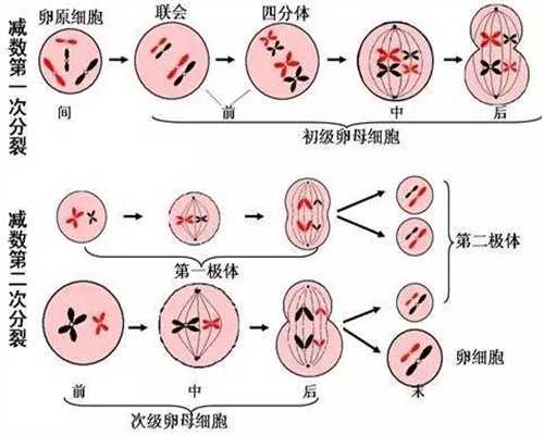 上海个人捐卵,卵巢囊肿的症状都是怎样的呢