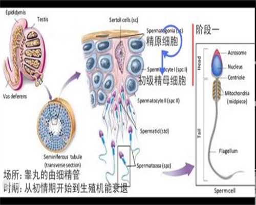 香港捐卵协议,卵巢囊肿的形成是什么原因呢