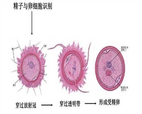 内蒙古捐卵途径,卵巢囊肿都有那些预防方法