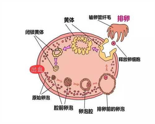 台湾捐卵途径,卵巢囊肿平时注意事项有哪些