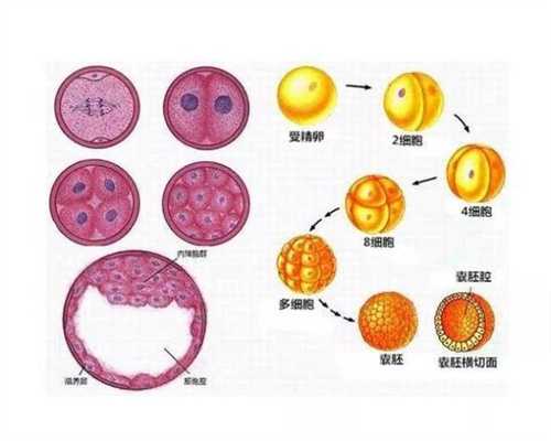 西藏捐卵子,恶性卵巢囊肿的治疗
