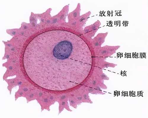 山西捐卵的医院,北京代怀孕期期间发现卵巢囊肿