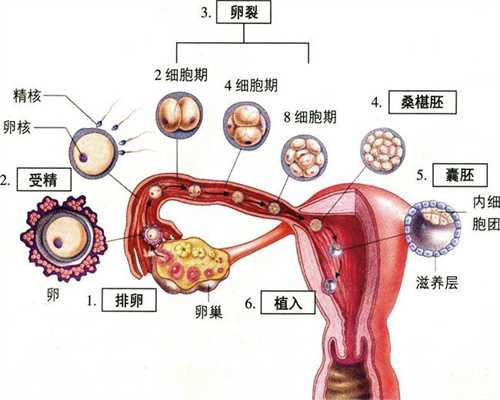 江苏美国捐卵,卵巢黄体囊肿严重吗 了解卵巢黄体