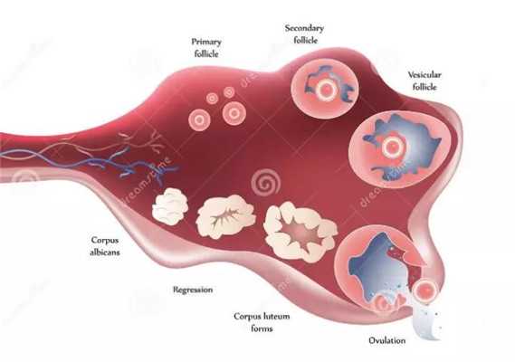 河南捐卵过程,多囊卵巢和卵巢囊肿区别