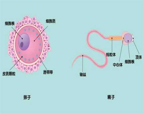 西藏捐卵年龄,吃避孕药治多囊卵巢综合征小心陷