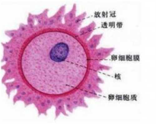天津捐卵途径,卵巢囊肿对生育的影响
