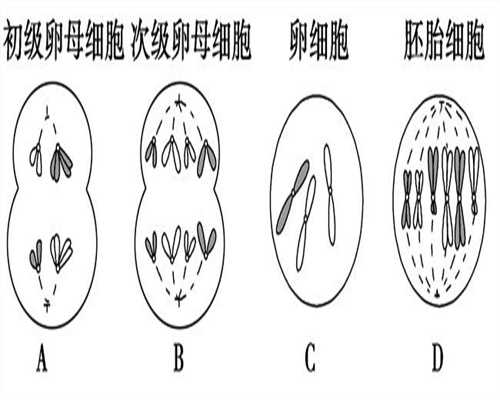 台湾捐卵的过程,单侧多囊卵巢不能吃哪些食物