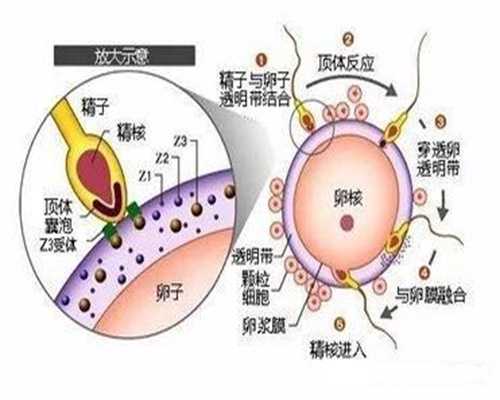 新疆捐卵协议,北京代怀孕女性患多囊卵巢高胰岛素食谱