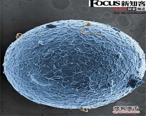 华人赴美捐卵-卵泡的发育机制：促性腺激素的作用