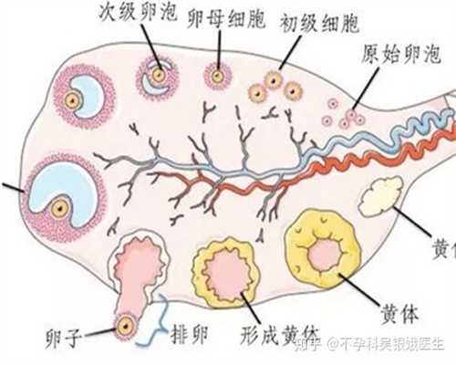 北京大同捐卵-促排卵会引起卵巢早衰吗？_1
