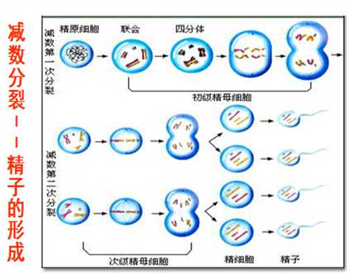 成都~卵巢4个周期各有不同卵泡监测发育情况要找准时间_1