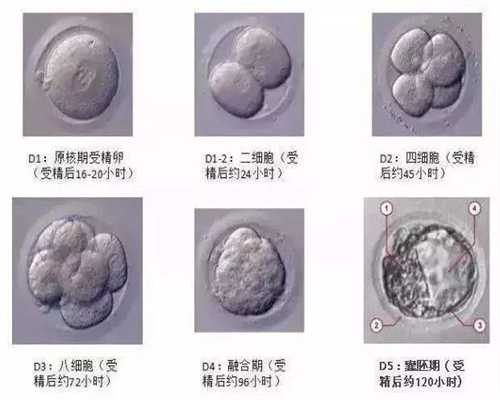 北京供卵移植冻胚前后用药，魏则西走后的三年